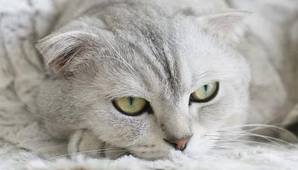 华体会hthapp下载-卡莱尔联锋线效率提升，蓝衫军盼止跌反弹，卡莱尔战绩