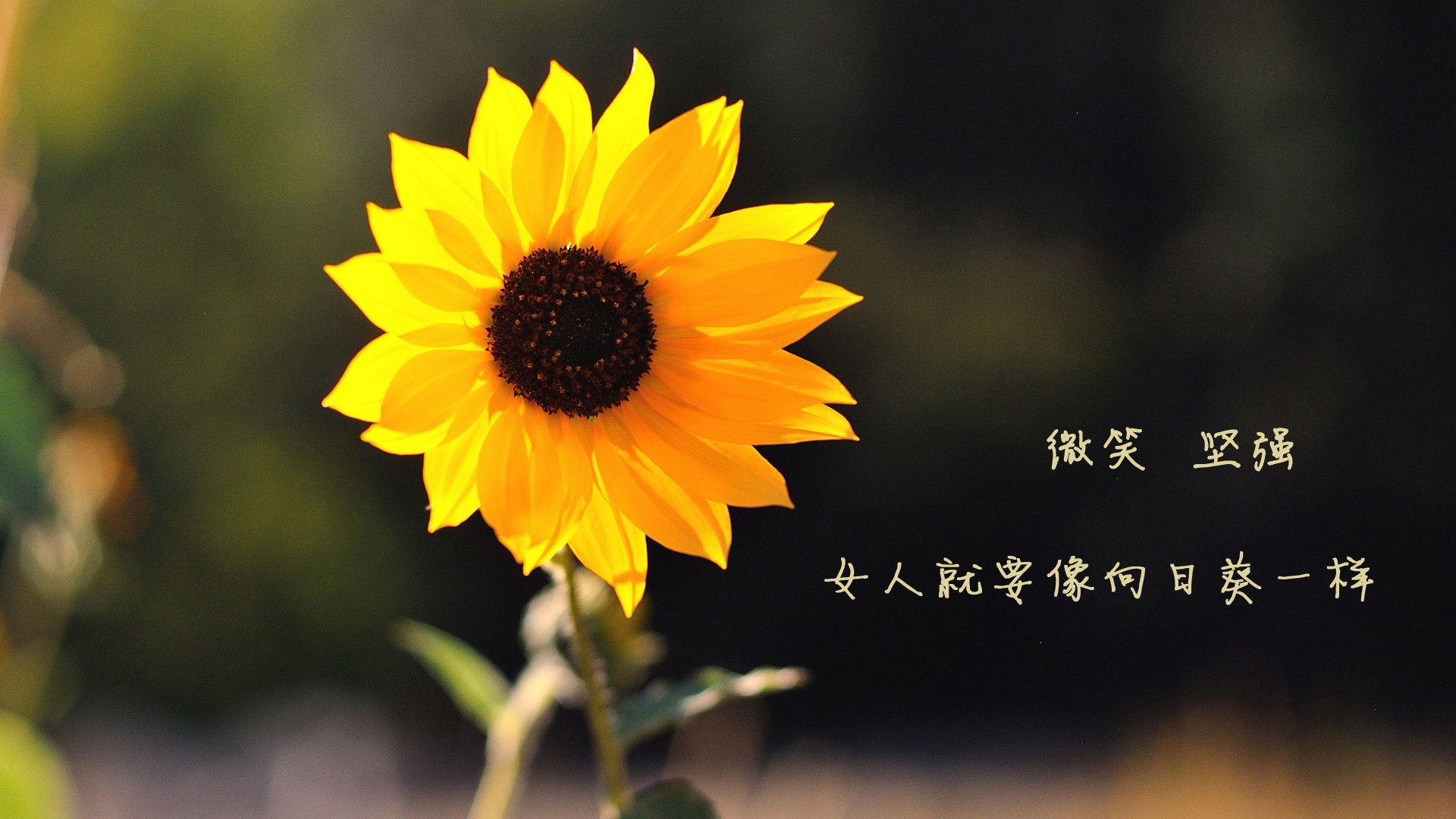 《电竞赛事直播新技术：4K画质与多角度实时切换》，电竞比赛如何投大屏直播