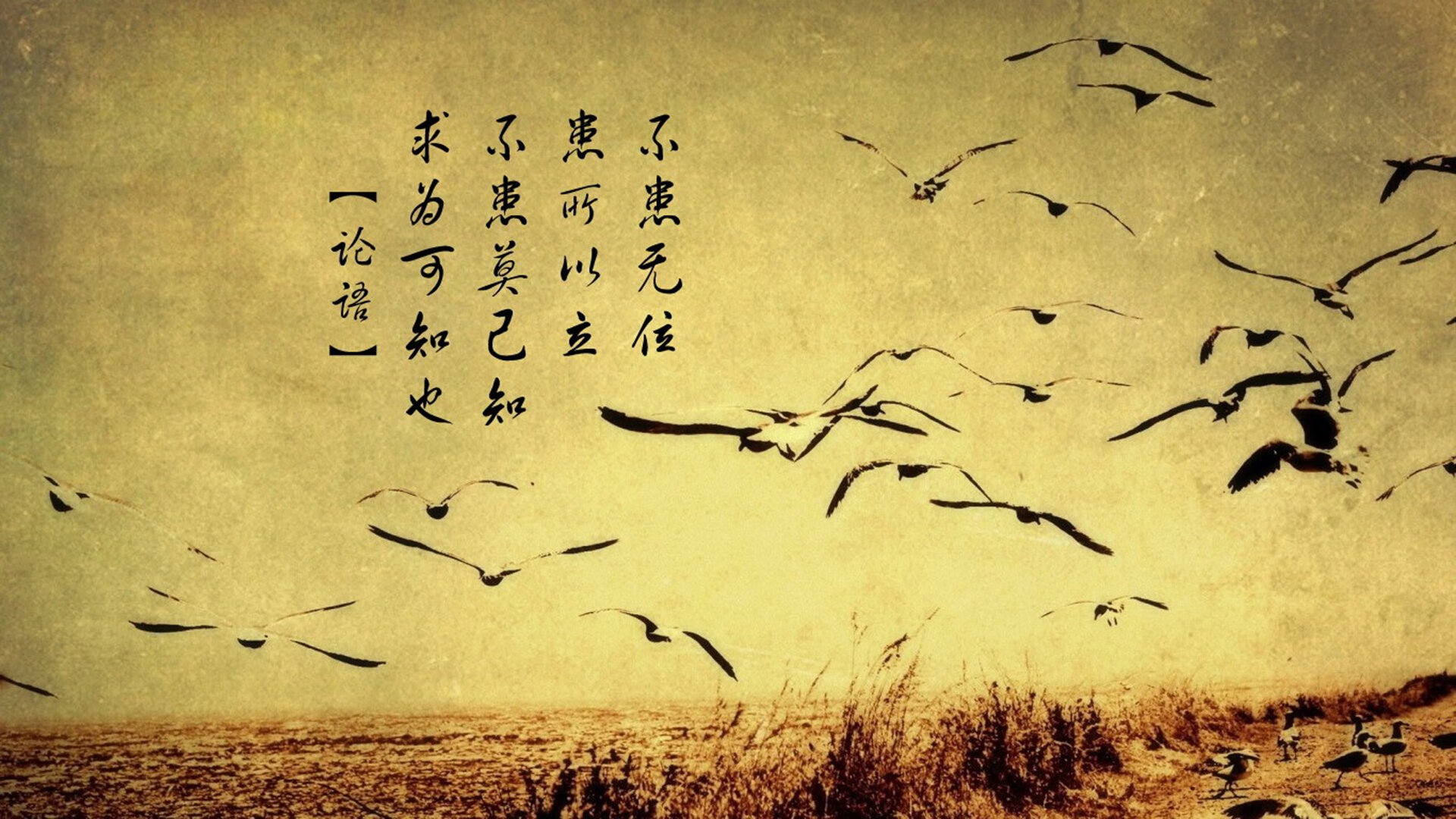 意甲新星表现抢眼，成为关注焦点，意甲新赛季前瞻