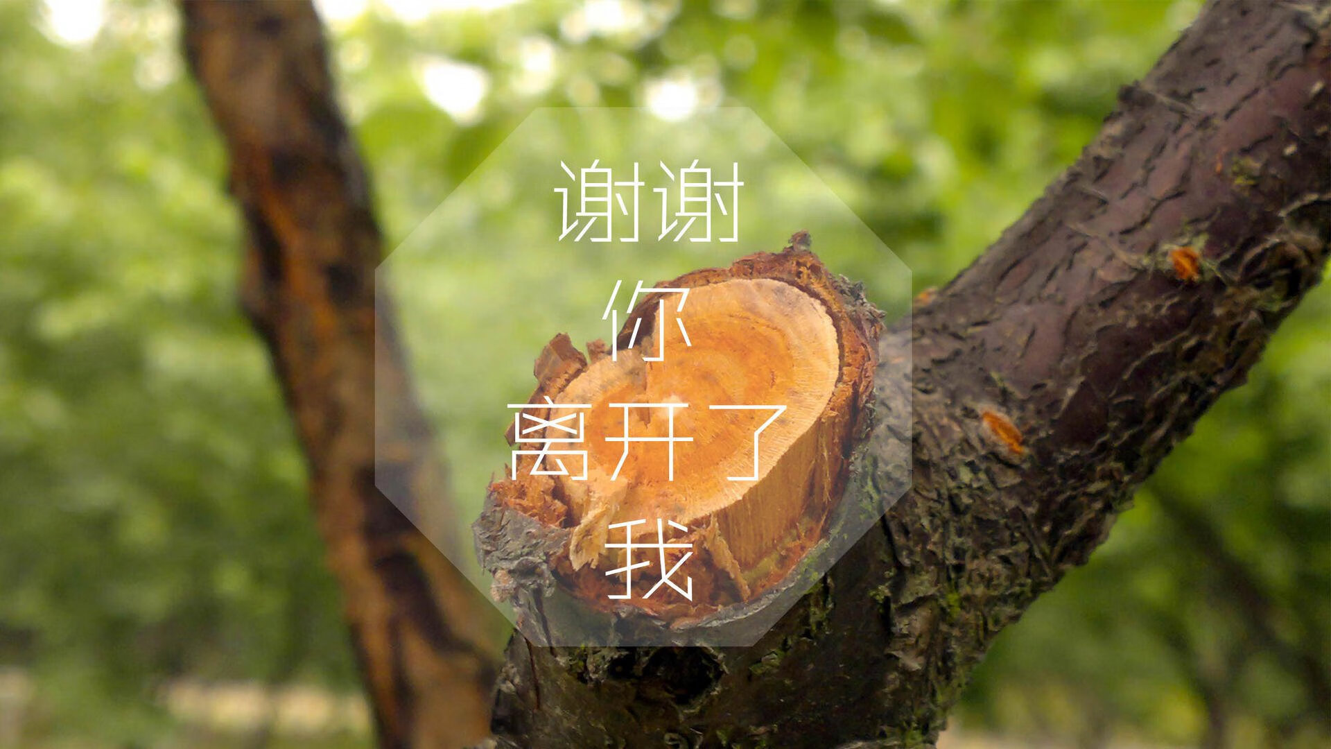 特别报道橄榄球世界杯球队备战，世界杯橄榄球得分规则