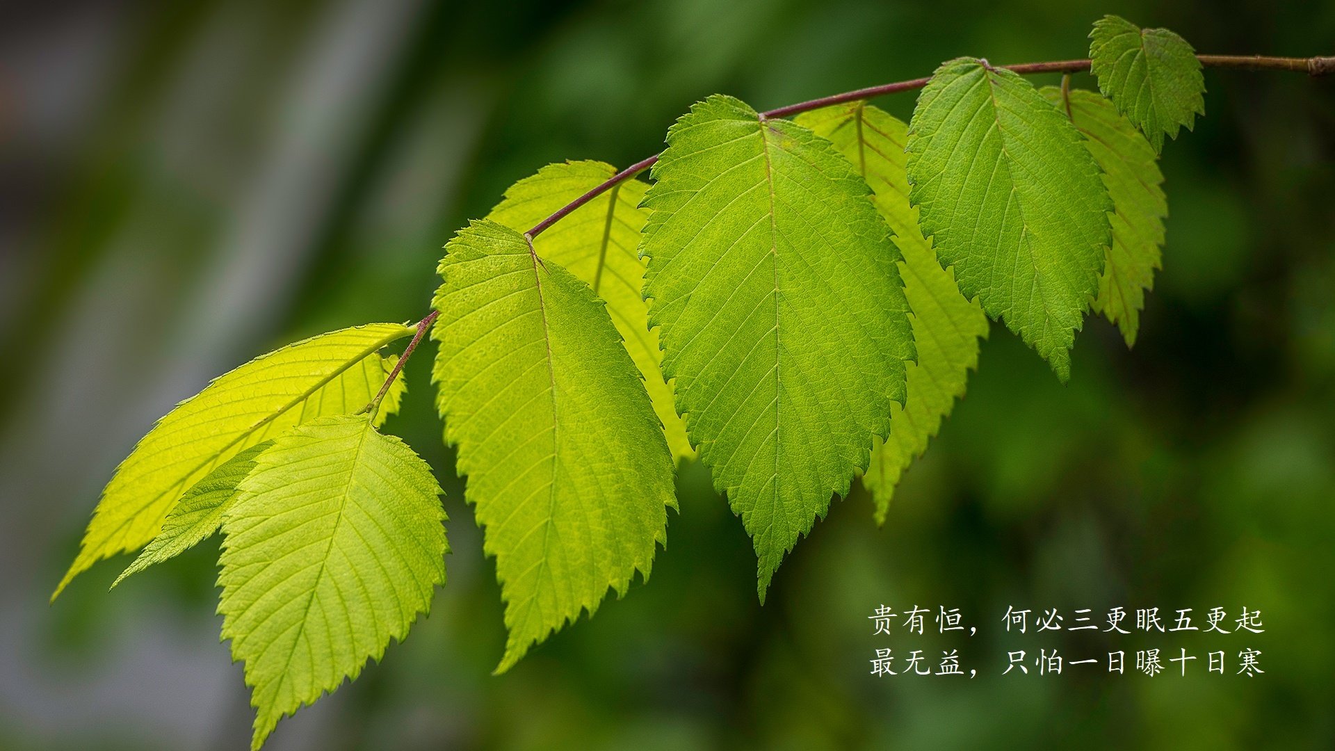 篮球运动员力量训练方案，篮球力量素质训练方法