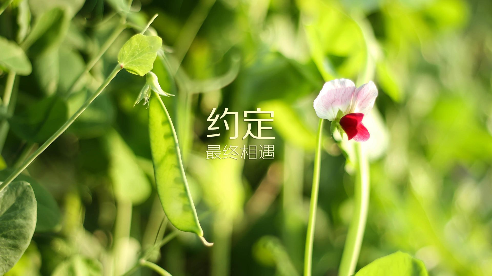 缅因凯尔特人继续冲击冠军，凯缅因猫凯米尔色