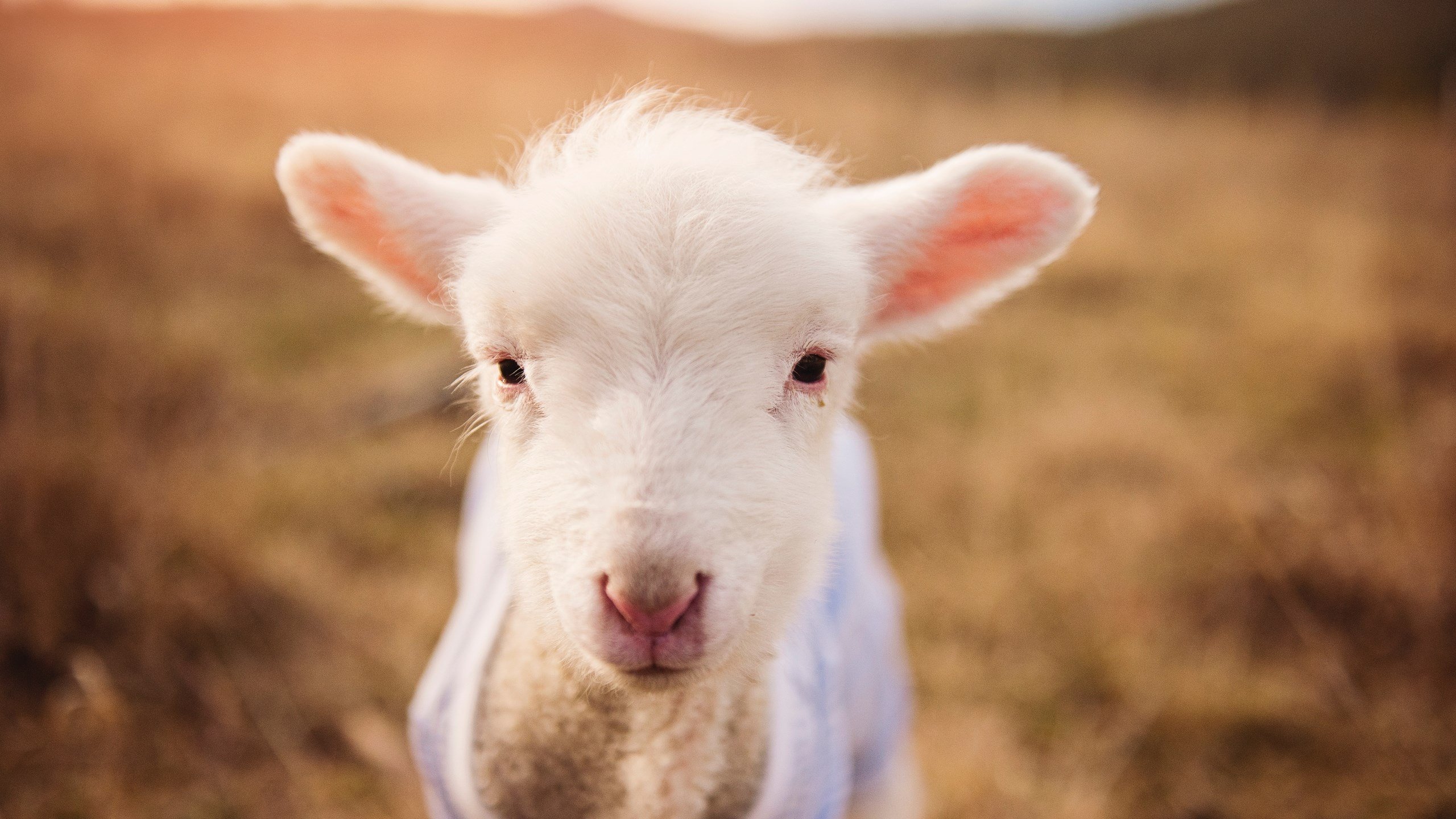 华体会hth官网-热火继续重视比赛细节减少末节崩盘，热火对队员