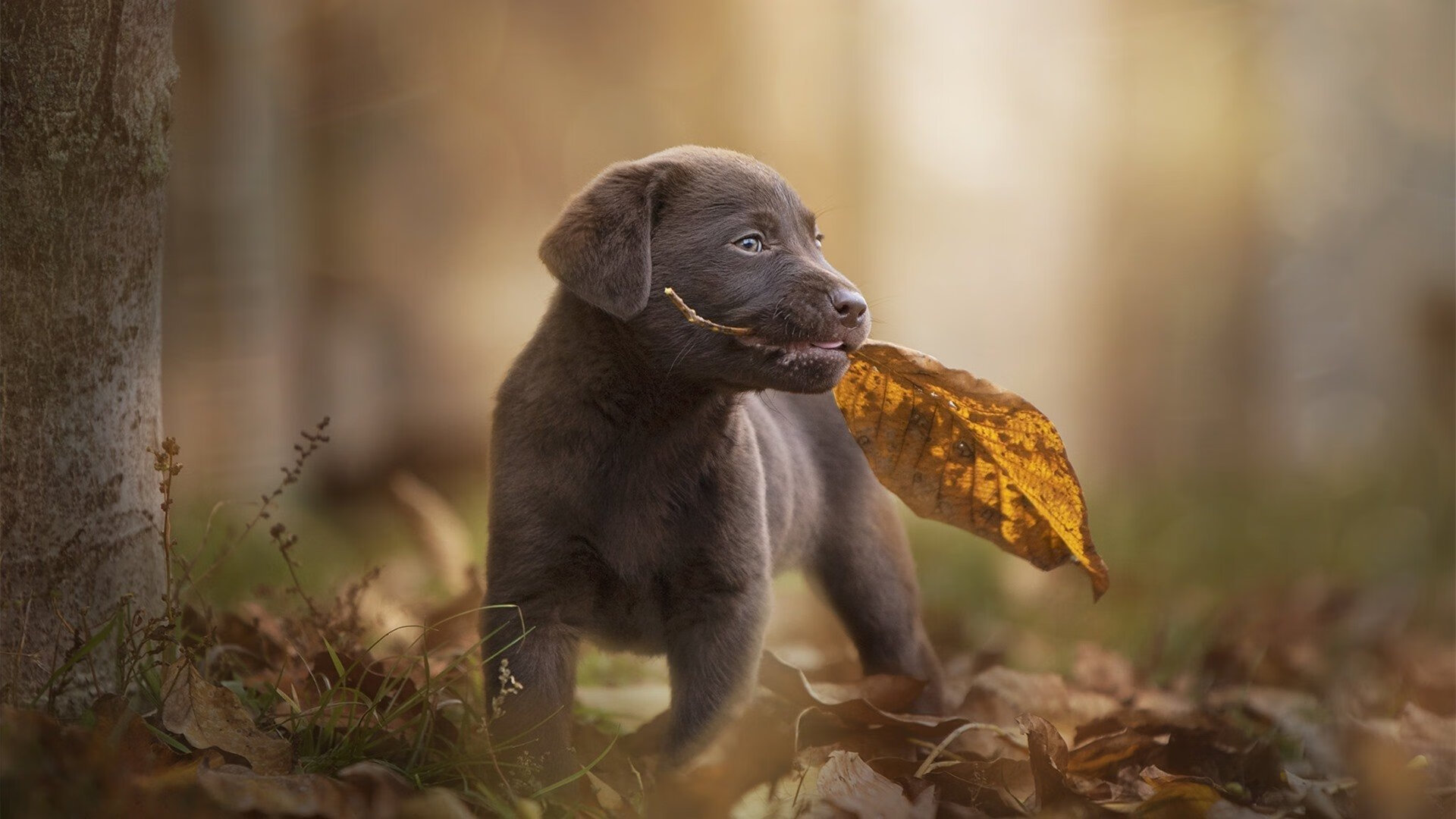 青训人才逐步崭露头角国家队选材更趋多元化,中国青训人才